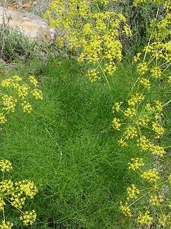 Fenchel