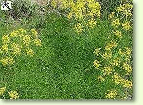 wilder Fenchel