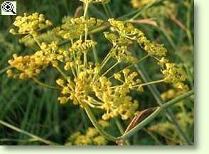 Blüte, wilder Fenchel