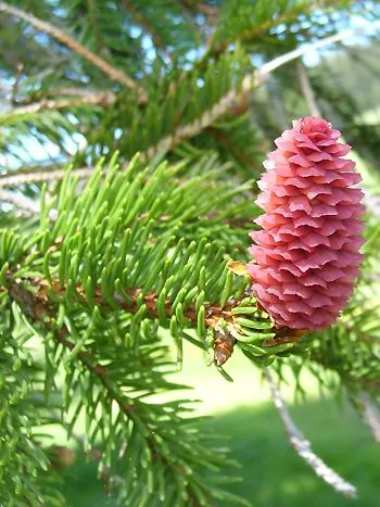 Fichtenzweig (Picea abies) mit kurzen, spitzen, grünen Nadeln und einem aufrechten, rosaroten weiblichen Blütenzapfen