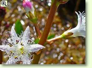 Blüte Fieberklee