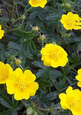 Fingerkraut Fingerkraut, Potentilla aurea