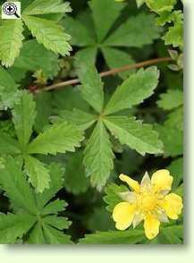 Potentilla reptans