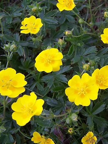 Gold-Fingerkraut (Potentilla aurea) mit leuchtend gelben, fünfzähligen Blüten und fingerförmig geteilten Blättern