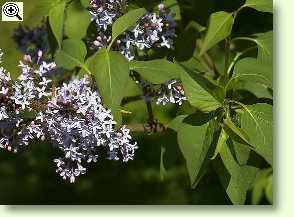 Flieder mit Blüten