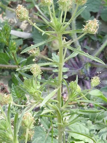 Flohsamen-Wegerich (Plantago afra): drüsig behaarter Stängel mit schmalen, gegenständigen Blättern und kugeligen Blütenköpfchen