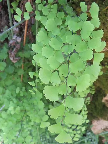 Frauenhaarfarn (Adiantum capillus-veneris): überhängende Wedel mit fächerförmigen, hellgrünen Fiederblättchen an feinen, dunklen Stielen