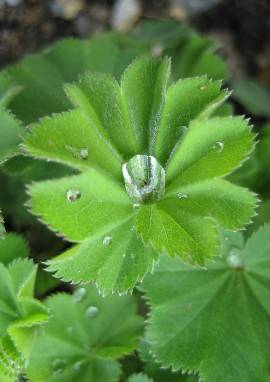 Frauenmantel Pflanze Frauenmantel (Alchemilla vulgaris)