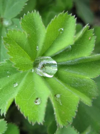 Nahaufnahme eines gefalteten, gezähnten Frauenmantelblatts (Alchemilla vulgaris) mit einem großen Wassertropfen in der Blattmitte