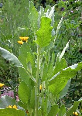 Frauenminze Frauenminze, Tanacetum balsamita