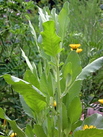 Balsamkraut, Tanacetum balsamita