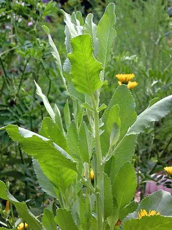 Aufrechter Trieb der Frauenminze (Tanacetum balsamita) mit länglich-ovalen, am Rand gesägten hellgrünen Blättern