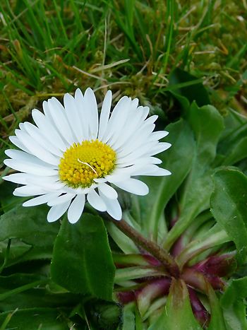 Gänseblümchen