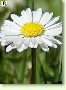 Bellis perennis, Gänseblümchen