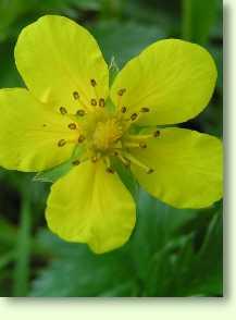 Gänsefingerkraut / Potentilla anserina