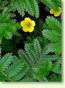 Gänsefingerkraut / Potentilla anserina