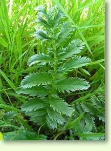 Gänsefingerkraut / Potentilla anserina