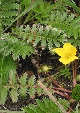 Potentilla anserina Gänsefingerkraut, Potentilla anserina