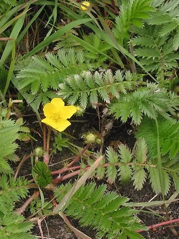 Gänsefingerkraut (Potentilla anserina): gefiederte, gezähnte Blätter, rötliche Ausläufer und eine gelbe, fünfzählige Blüte