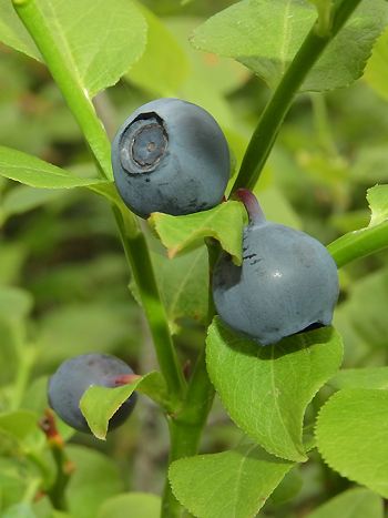 Heidelbeeren