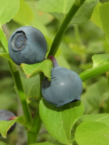 Reife, blau bereifte Heidelbeeren (Vaccinium myrtillus) zwischen fein gesägten, hellgrünen Blättern am kantigen Zweig
