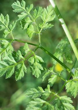 Gartenkerbel Gartenkerbel, Anthriscus cerefolium