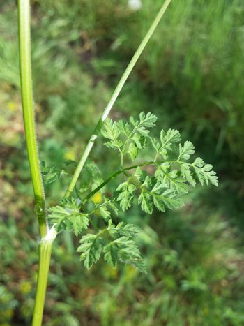 Gartenkerbel, Anthriscus cerefolium