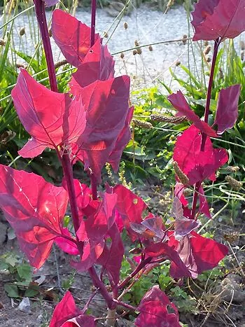 Gartenmelde (Atriplex hortensis): rotblättrige Form mit dreieckigen, roten Blättern an aufrechten Stängeln