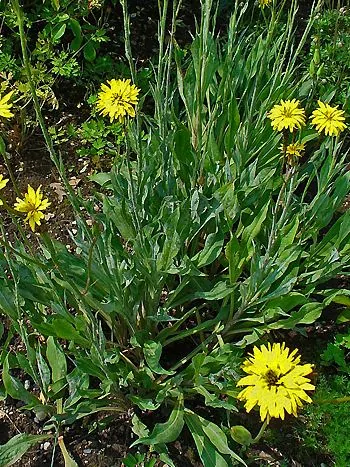 Garten-Schwarzwurzel (Scorzonera hispanica): gelbe Blütenkörbchen über schmalen, grasartigen Blättern