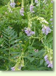 Geißraute / Galega officinalis