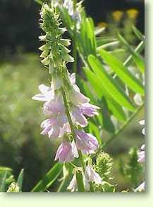 Geißraute / Galega officinalis