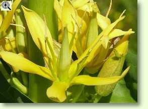 Blüte eines gelben Enzians