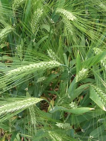 Gerste (Hordeum vulgare): grüne Ähren mit langen Grannen in einem Gerstenfeld