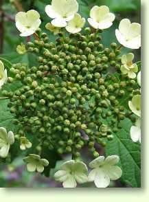 Gewöhnlicher Schneeball / Viburnum opulus