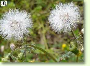 Senecio vulgaris, Gewöhnliches Kreuzkraut