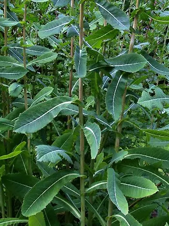 Gift-Lattich (Lactuca virosa): aufrechte Stängel mit großen, länglichen, blaugrünen Blättern mit fein gezähntem Rand