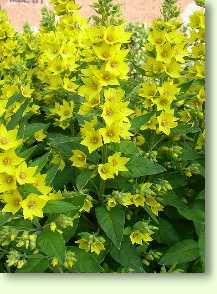 Gilbweiderich / Lysimachia vulgaris