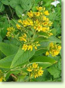 Gilbweiderich / Lysimachia vulgaris