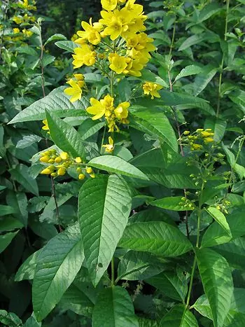 Gewöhnlicher Gilbweiderich (Lysimachia vulgaris): goldgelbe Blüten in endständigen Rispen über lanzettlichen, gegenständigen Blättern