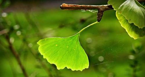 Heilpflanze Ginko Biloba