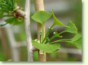 Weibliche Blüten eines Ginko biloba