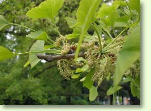 Männliche Blüten Ginkobaumes