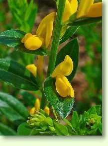 Ginster / Genista tinctoria