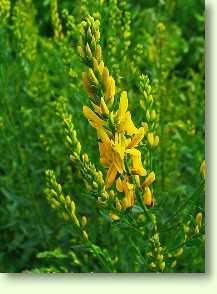 Ginster / Genista tinctoria