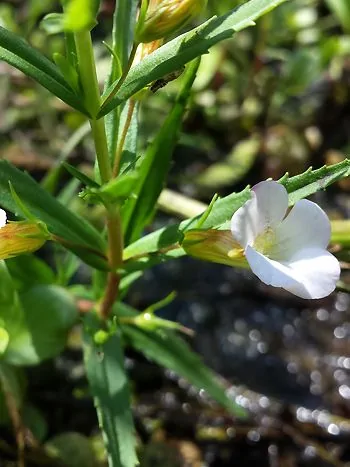 Gottes-Gnadenkraut (Gratiola officinalis): weiße Röhrenblüte in der Achsel schmaler, gegenständiger Blätter an aufrechtem Stängel