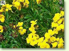 Erysimum cheiri, Goldlack
