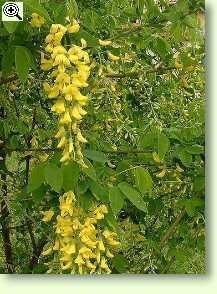 Laburnum anagyroides, Goldregen