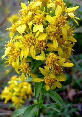 Goldrute Pflanze Goldrute (Solidago virgaurea)