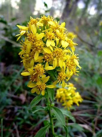 Blütenstand der Echten Goldrute (Solidago virgaurea) mit dicht stehenden, gelben Blütenköpfchen über lanzettlichen Blättern