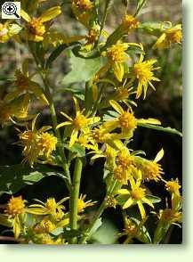 Goldruten Solidago virgaurea